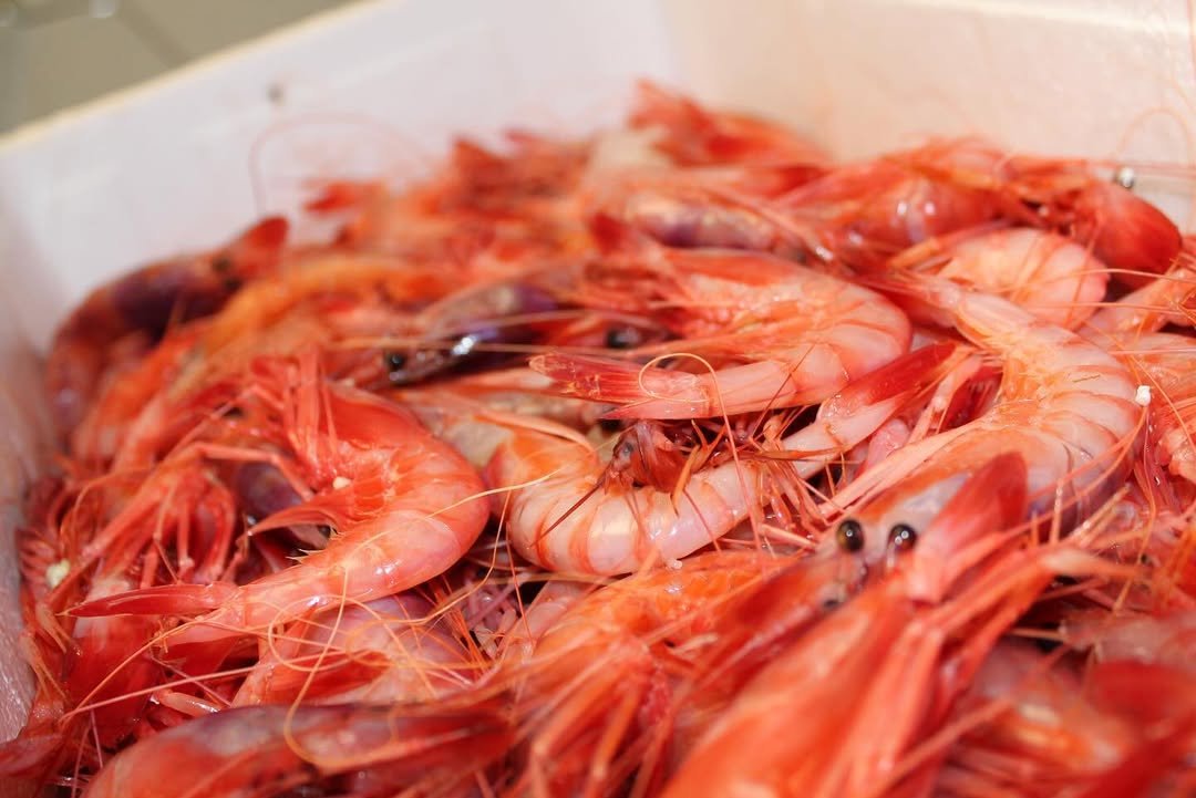 Cal Spaguetti Gamba fresca de Palamós